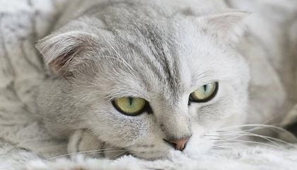 mk体育网页-国足在世界杯预选赛中夺冠 激情之战值得铭记，国足世界杯预选赛出线