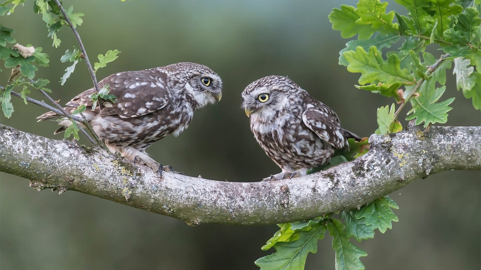 mk sport-群众体育活动安全事故处置应急机制研究，体育赛事安全应急方案