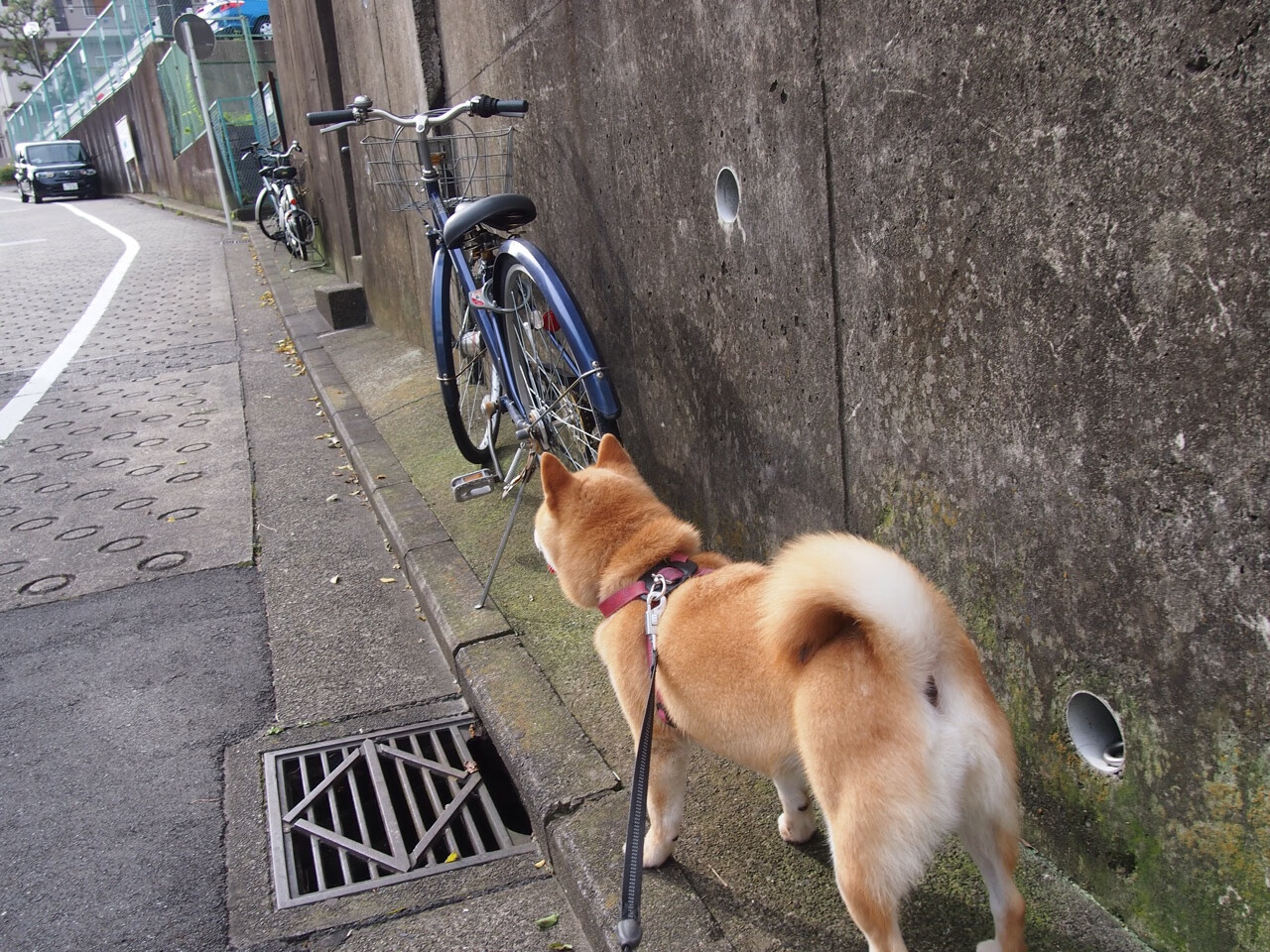 三年划频节奏图:中国逐年趋于“高频稳态”