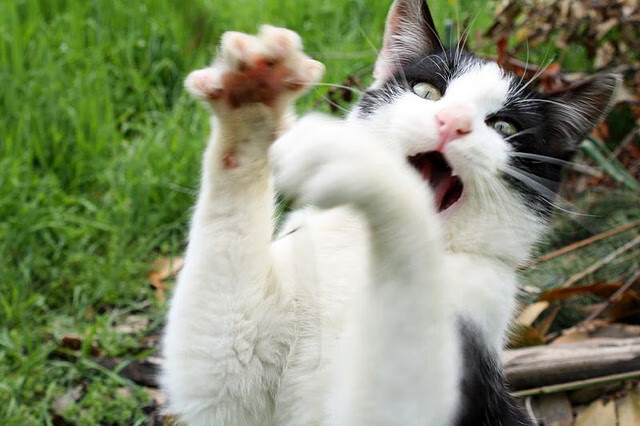 防守球员是否被要求参与进攻阶段的压迫传导,防守球员被进攻队员超越时,应该采用 步伐来追赶