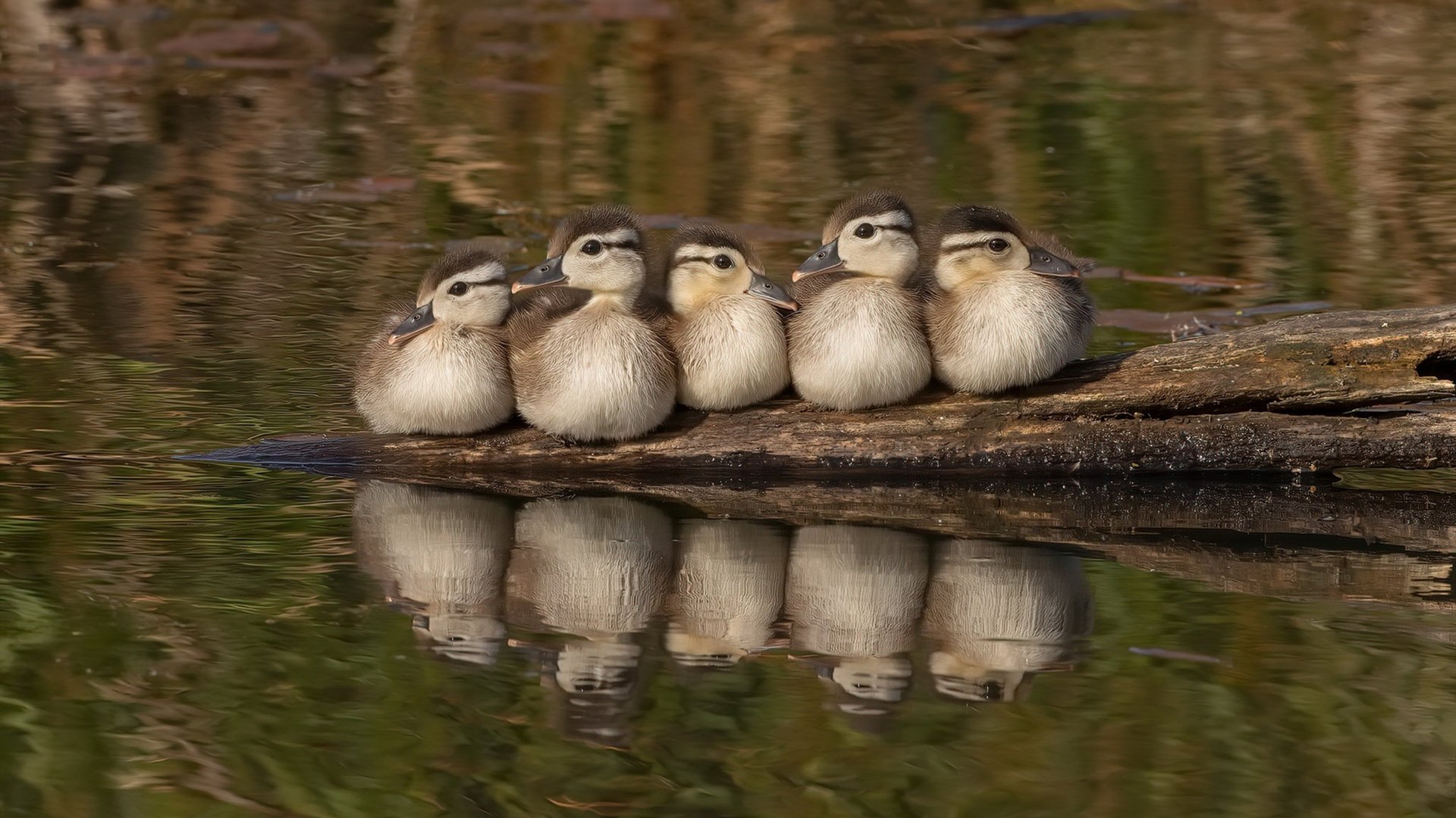 万乐天用速度与耐力完美结合，wanle万乐