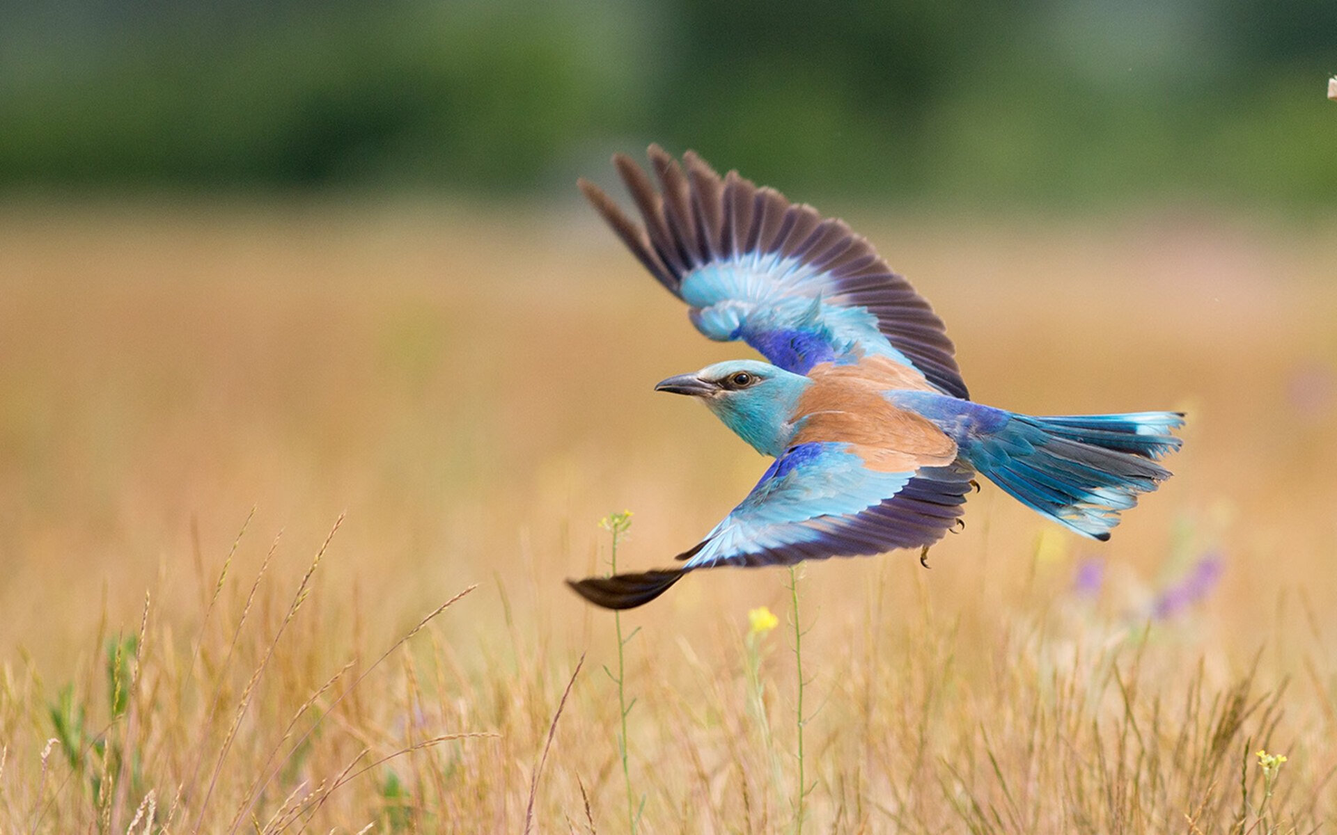 中国男篮推动高水平友谊赛提升实战经验,中国男篮 迎战