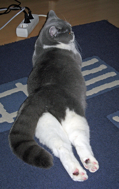 mk体育-伊拉克男篮在西亚锦标赛中奋勇争先，迈向奥运的关键一步，伊拉克男篮排名