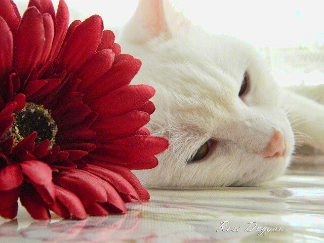 mk体育全站-冈比亚男篮在非洲预赛中拼搏，迈向全球舞台