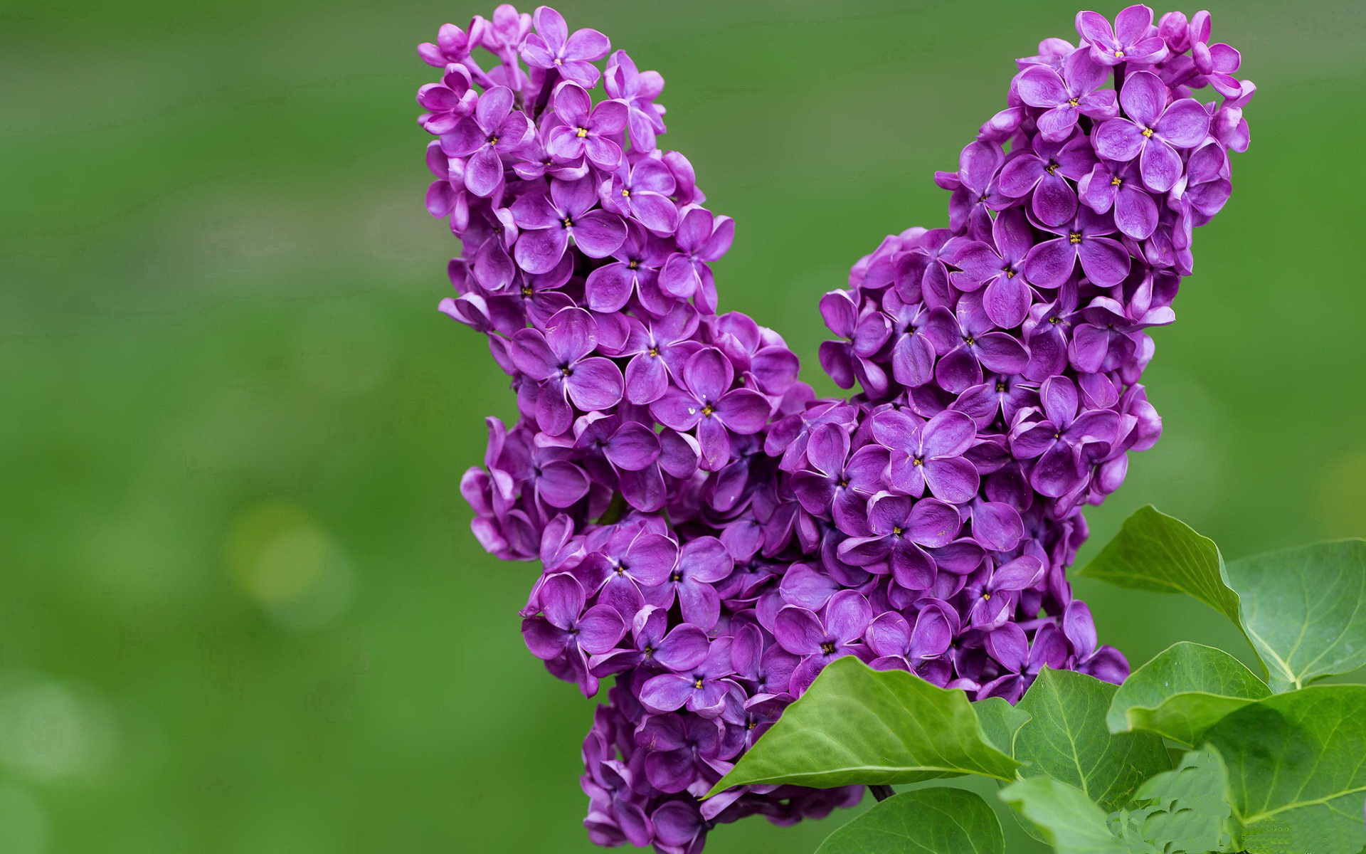 mk体育-利物浦欧冠出线在望，追逐欧洲荣耀