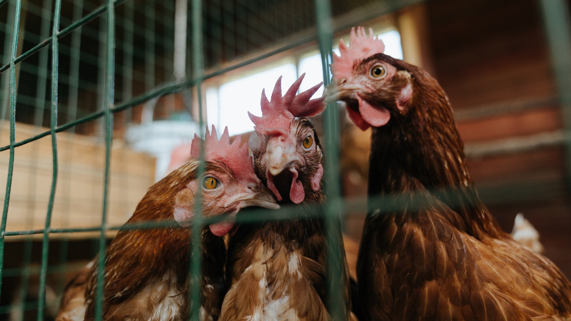 mk体育网址-南非橄榄球赛事全球化布局，加速吸引国际投资，南非橄榄球决赛飞机飞过