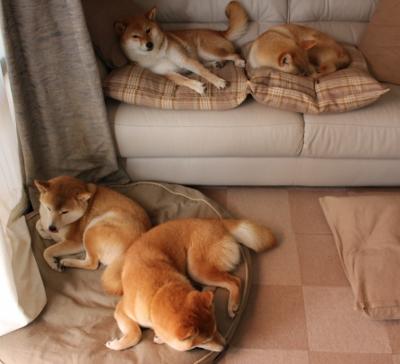 mk体育网页-塞维利亚保持优异战绩，力争欧战资格