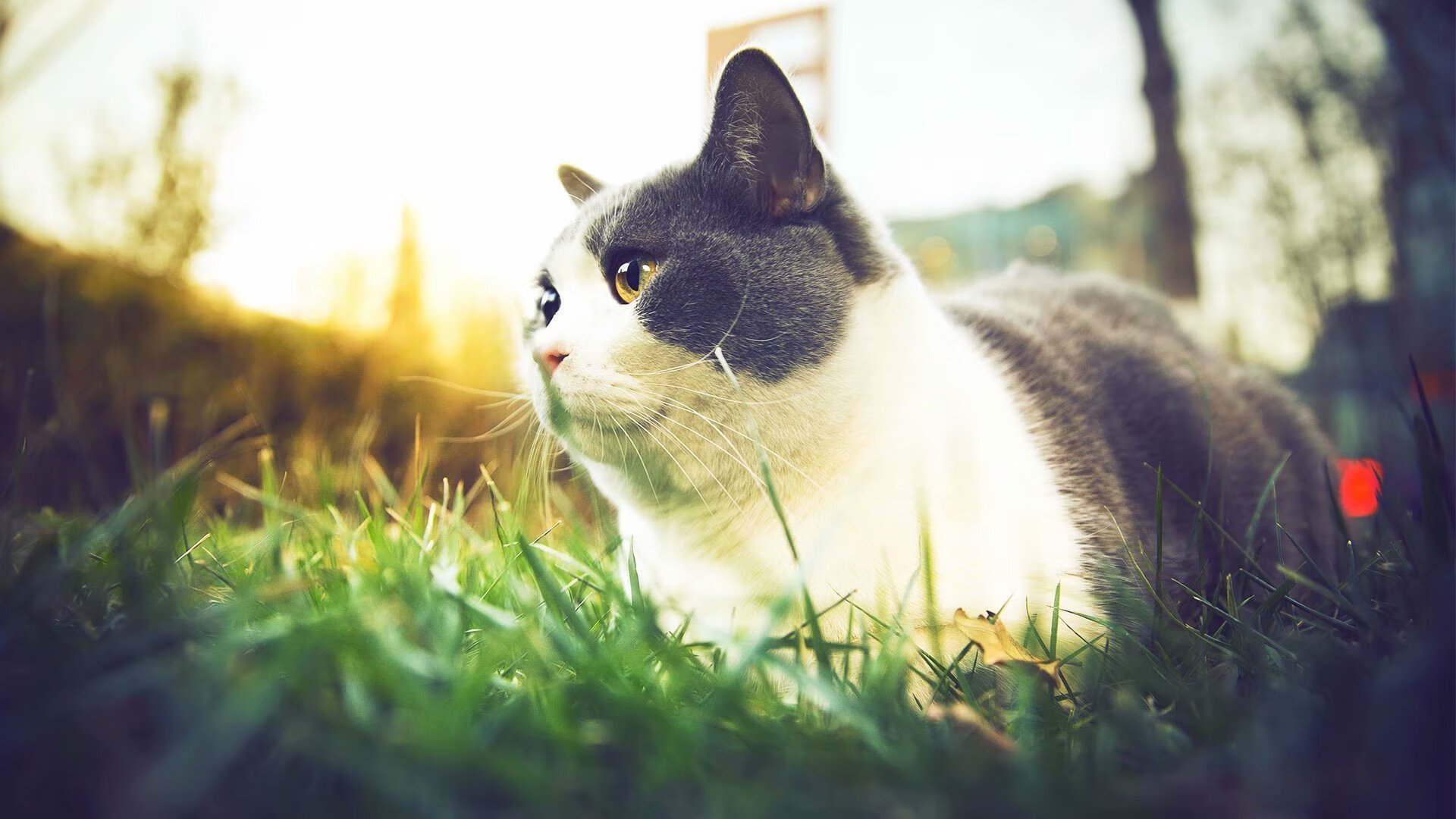 mk体育登录-德甲球队的社区公益项目案例，足球俱乐部社会公益