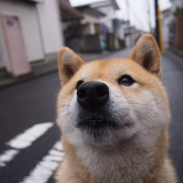 政府推动橄榄球社会化发展,扩大参与面,橄榄球推广