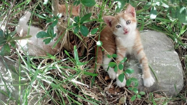 斯洛伐克男篮 在欧洲预赛中持续拼搏,期待突破