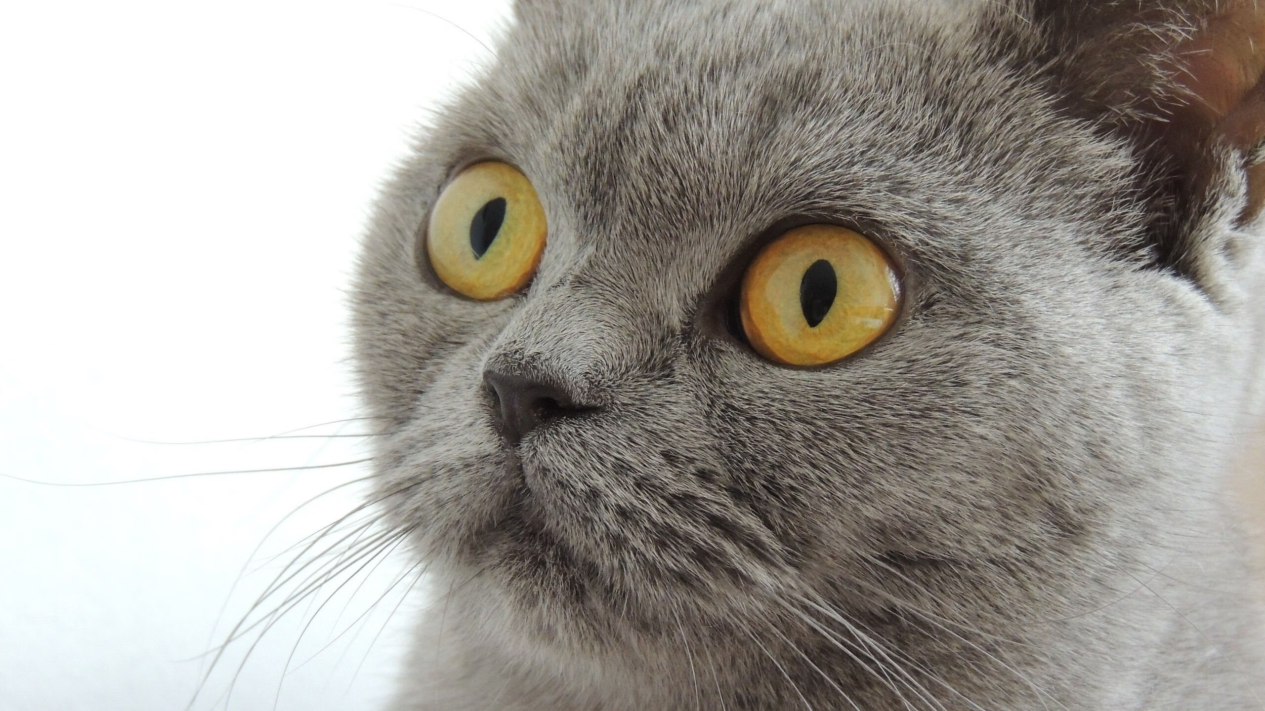 mk体育网址-极限攀岩世界杯中国站完美收官，攀岩世界杯2021