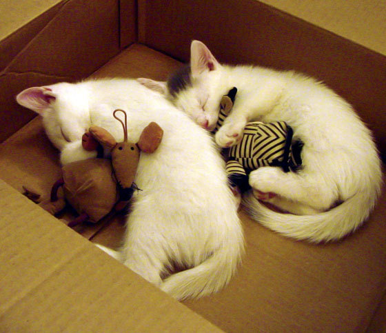 mk体育官网-篮球运动员伤病康复进展，篮球运动员伤病康复进展情况汇报