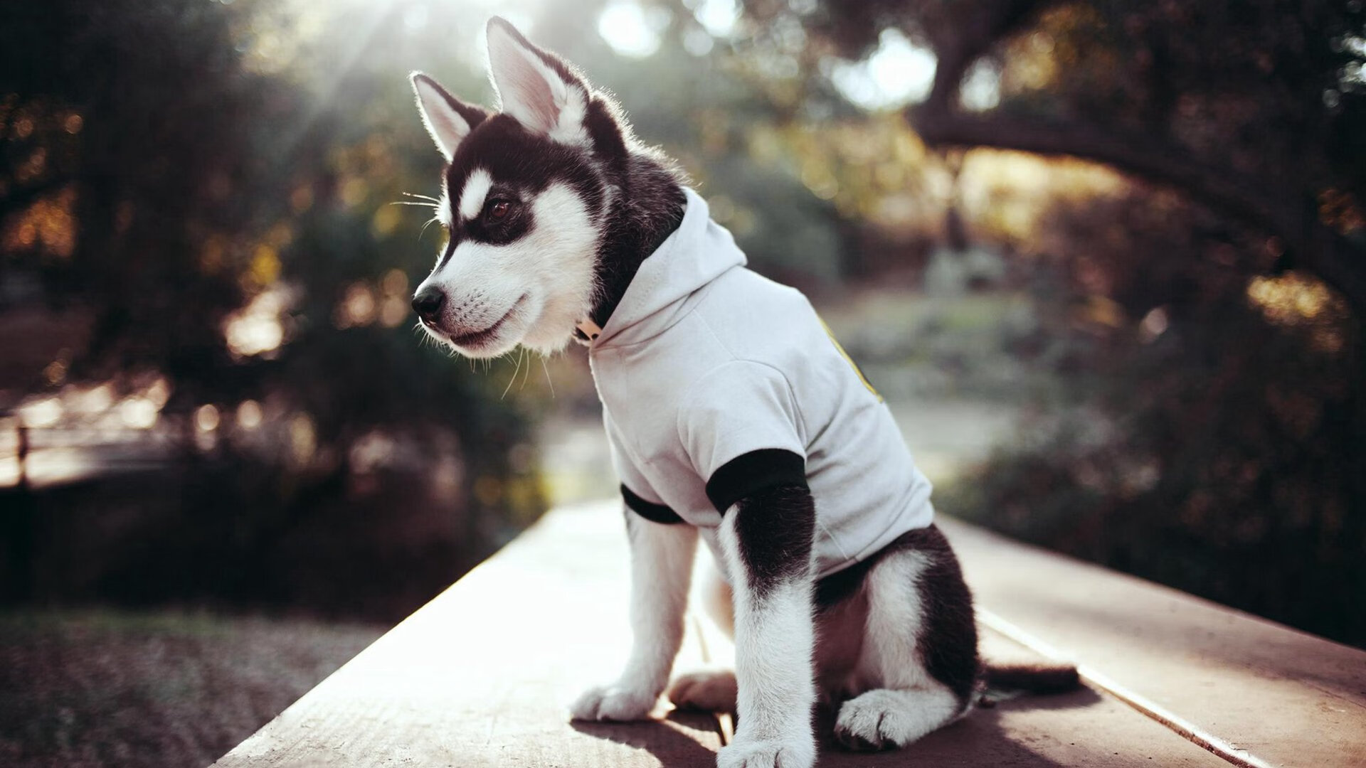 mk sport-韩国蝶泳项目稳定提升，韩国美女蝶泳欣赏